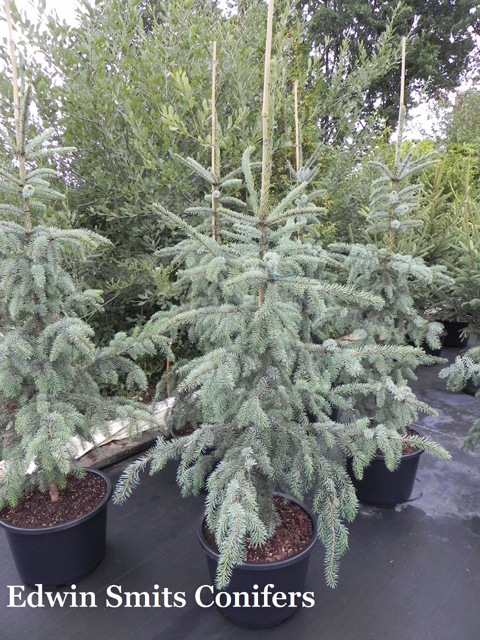 Picea x 'Troemner' (Picea omorika x Picea pungens Koster)
